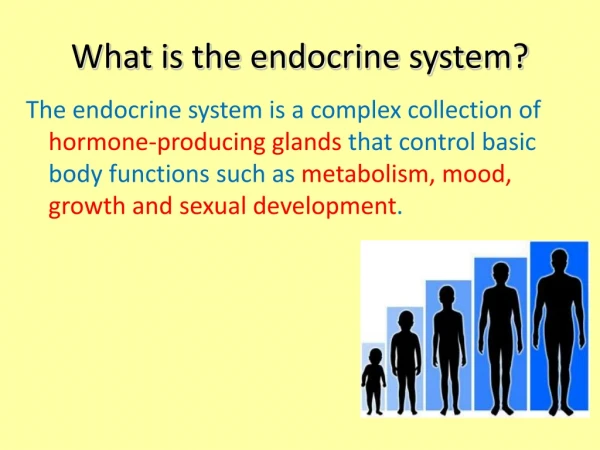 What is the endocrine system?