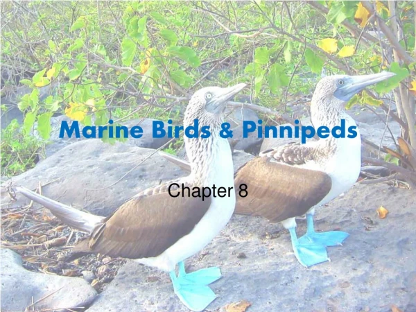 Marine Birds &amp; Pinnipeds
