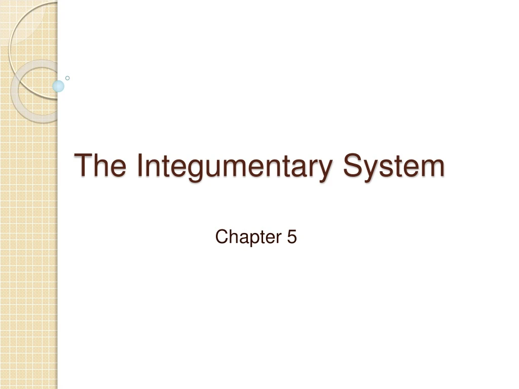 the integumentary system