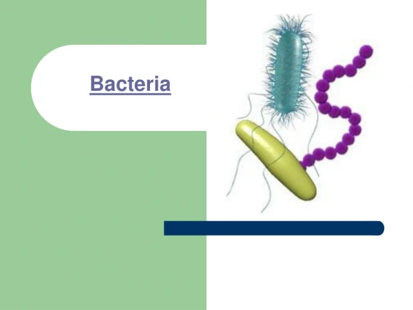 Bacteria