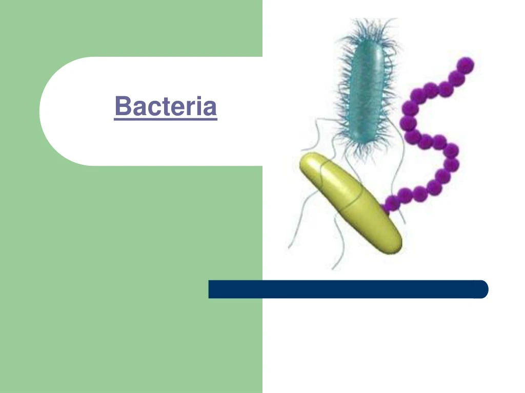 bacteria