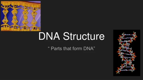 DNA Structure