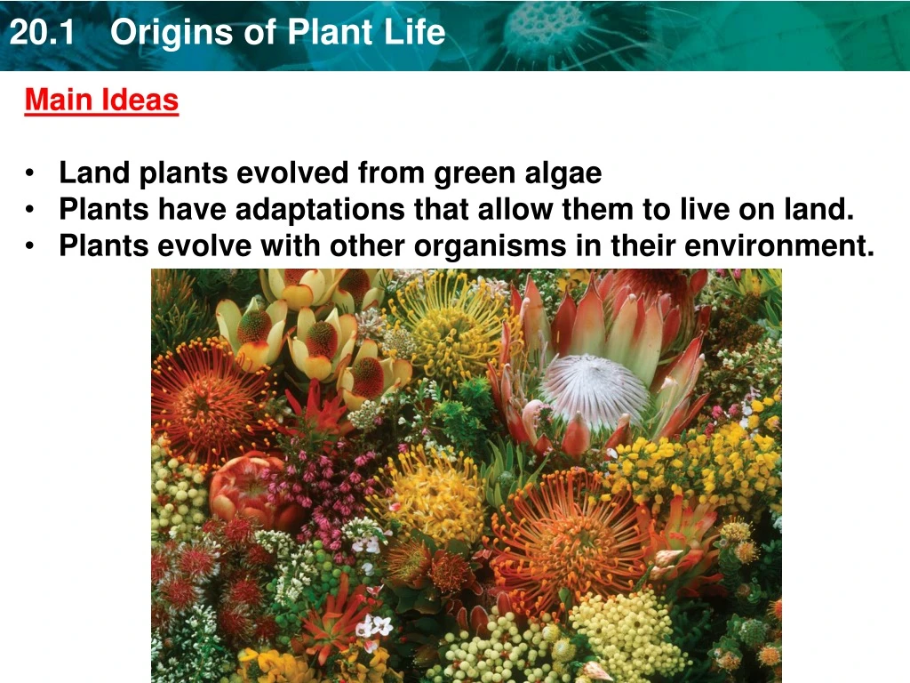 main ideas land plants evolved from green algae