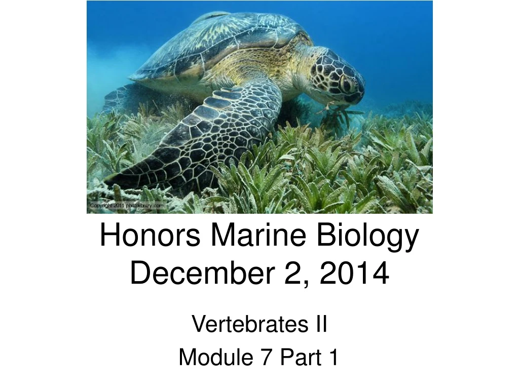 honors marine biology december 2 2014