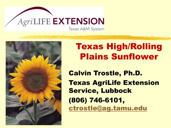 Texas High/Rolling Plains Sunflower