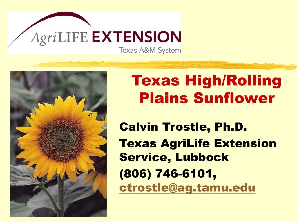texas high rolling plains sunflower