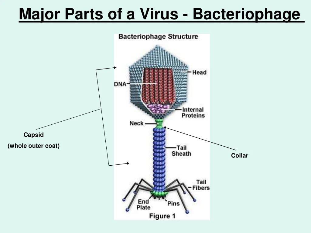 major parts of a virus bacteriophage