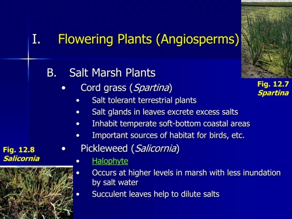 Flowering Plants (Angiosperms) Salt Marsh Plants Cord grass ( Spartina )