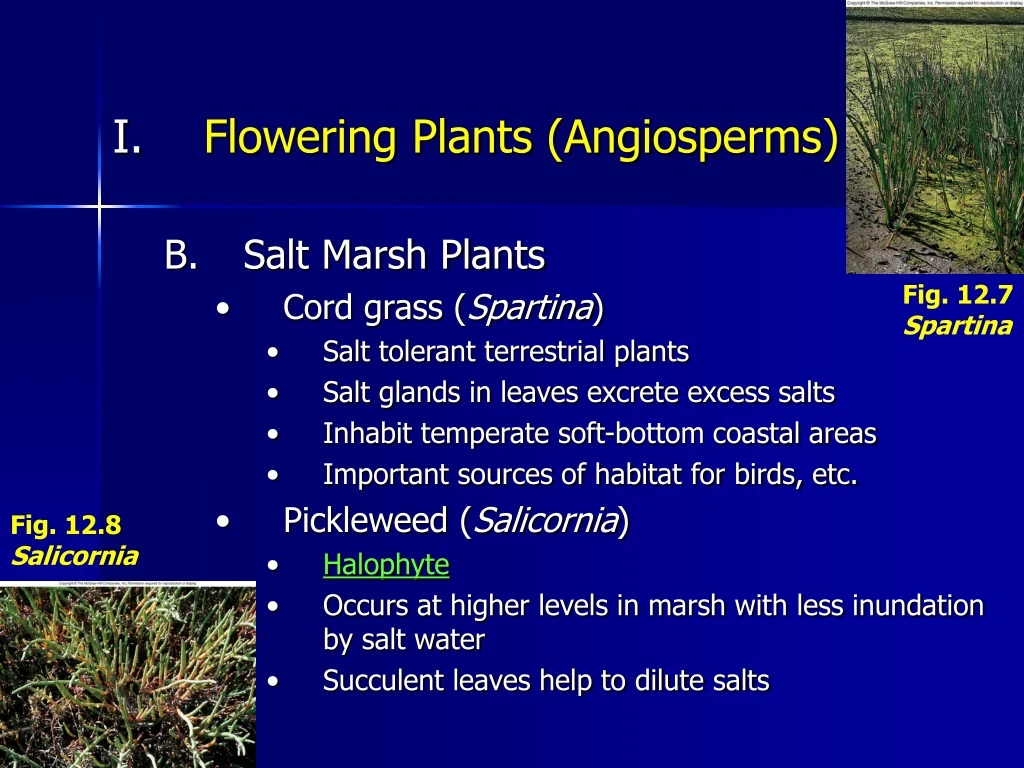 flowering plants angiosperms salt marsh plants