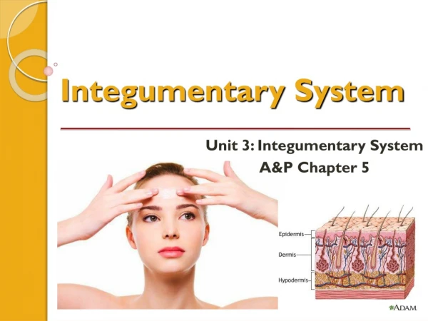 Integumentary System