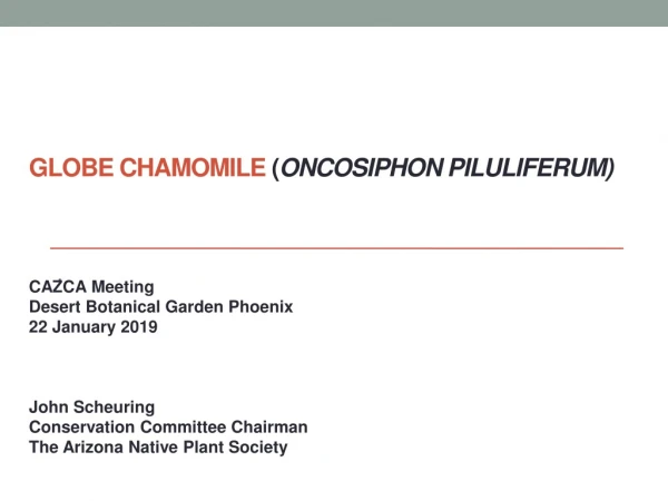 GlobE  Chamomile  ( Oncosiphon piluliferum )
