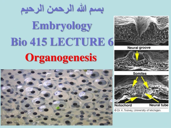 بسم الله الرحمن الرحيم Embryology Bio 415 LECTURE 6