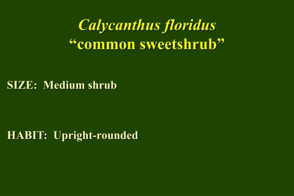 Calycanthus floridus “common sweetshrub”