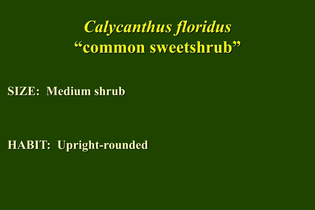 calycanthus floridus common sweetshrub