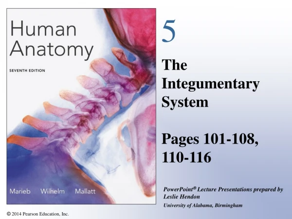 The Integumentary System Pages 101-108, 110-116