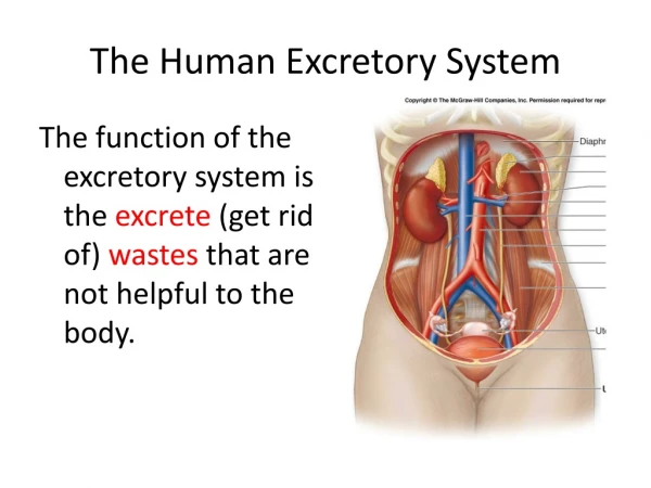 The Human Excretory System