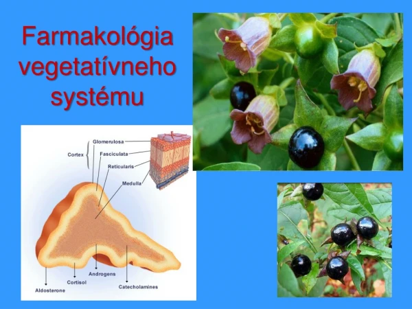 Farmakológia vegetatívneho systému
