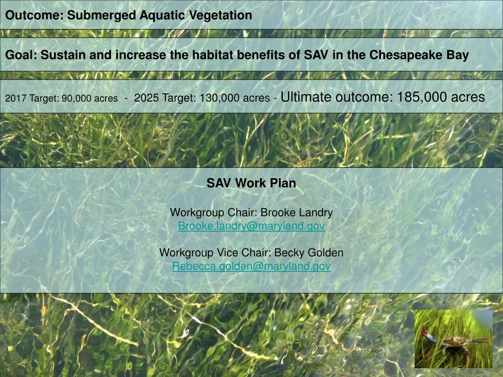 outcome submerged aquatic vegetation