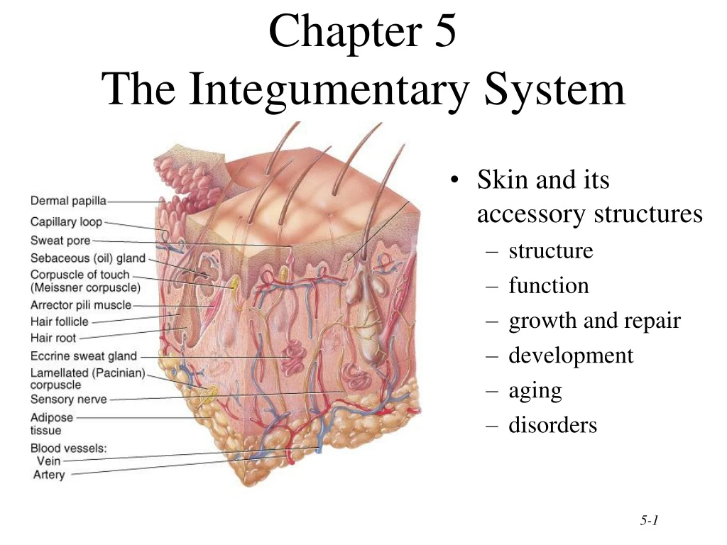 chapter 5 the integumentary system