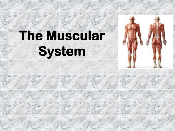 The Muscular System