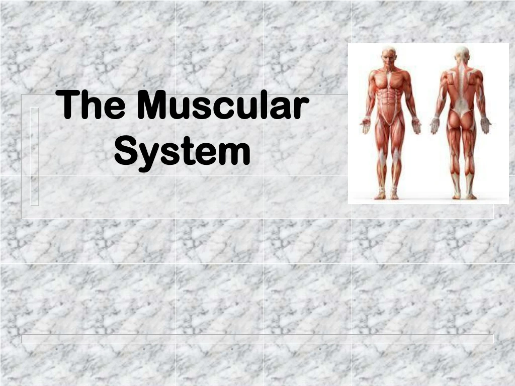 the muscular system