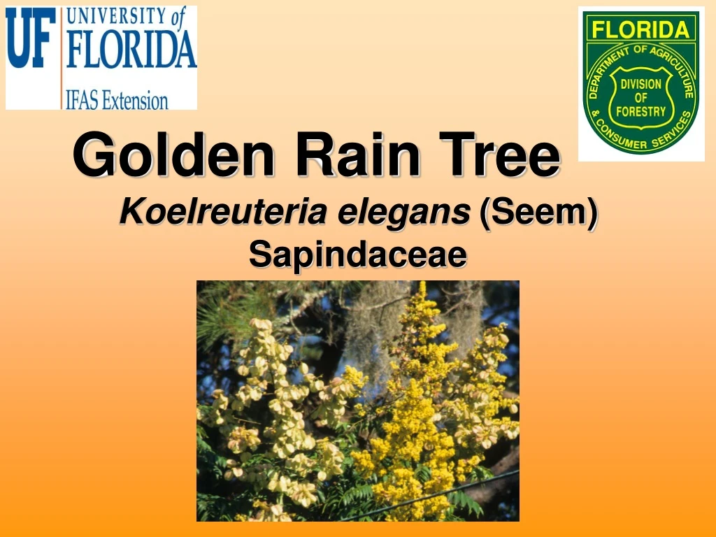 golden rain tree