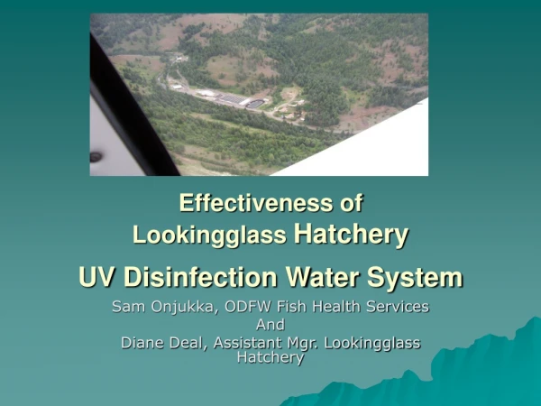 Effectiveness of  Lookingglass  Hatchery  UV Disinfection Water System