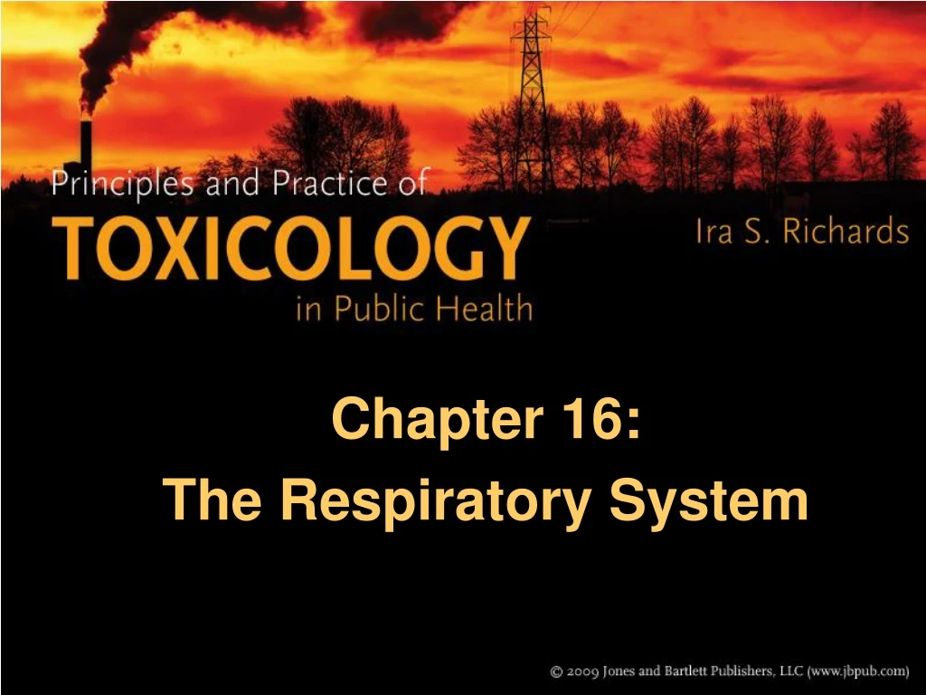 chapter 16 the respiratory system