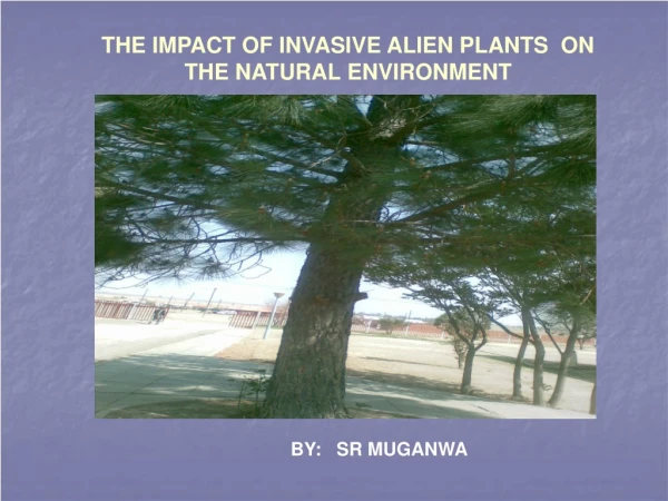 THE IMPACT OF INVASIVE ALIEN PLANTS  ON  THE NATURAL ENVIRONMENT