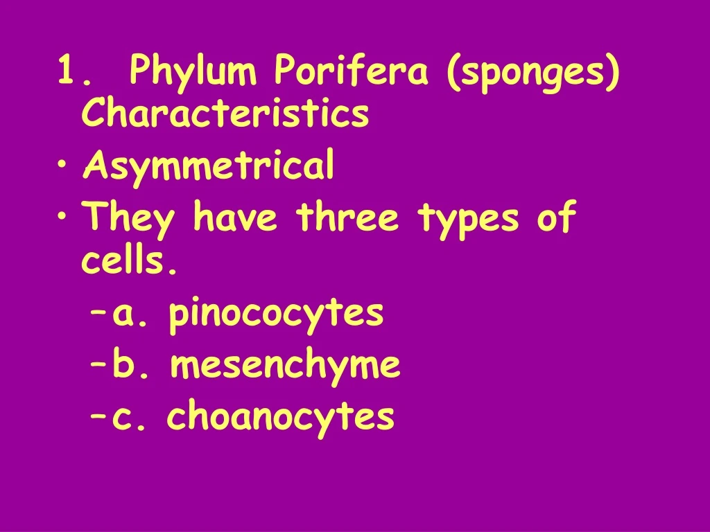 1 phylum porifera sponges characteristics