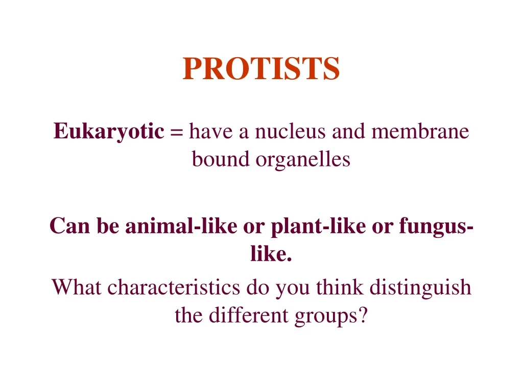 protists