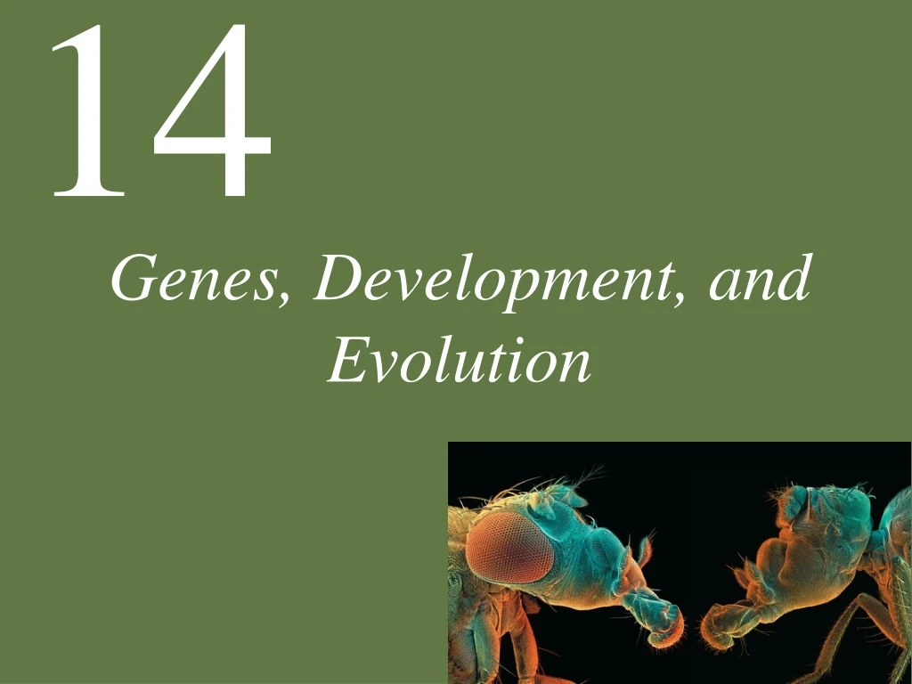 genes development and evolution