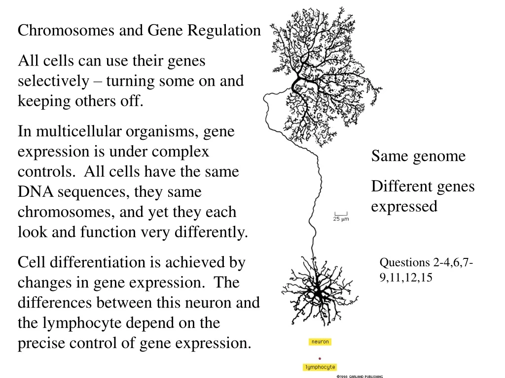 chromosomes and gene regulation all cells