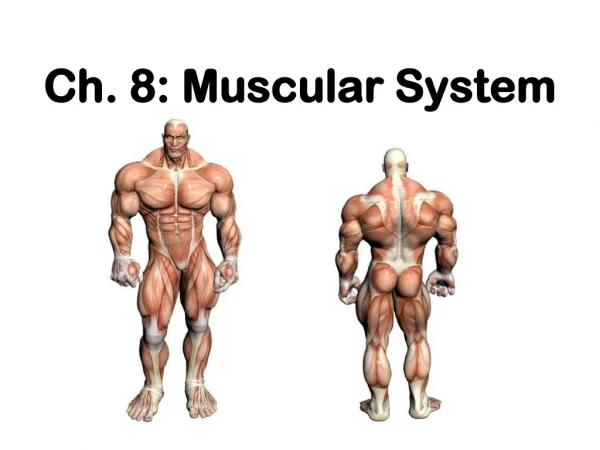 Ch. 8: Muscular System