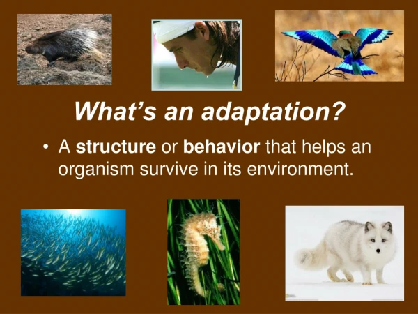 What’s an adaptation?