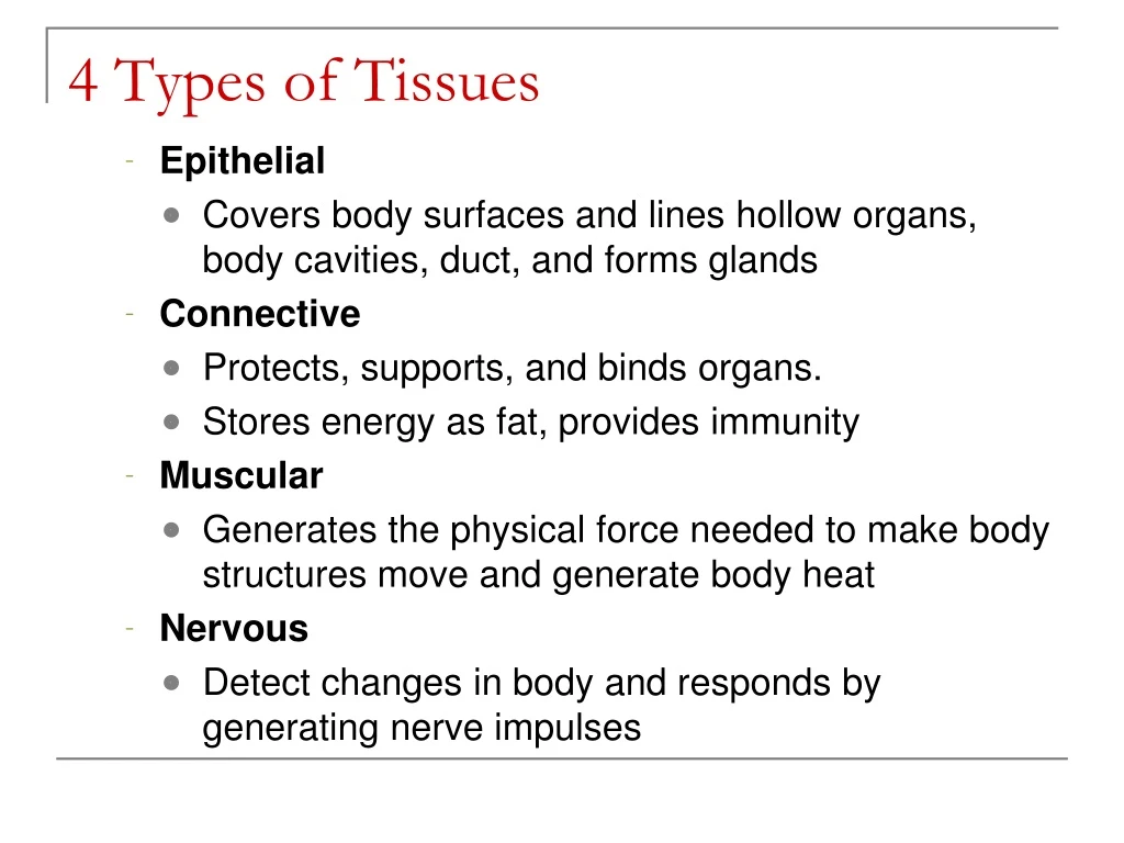 4 types of tissues