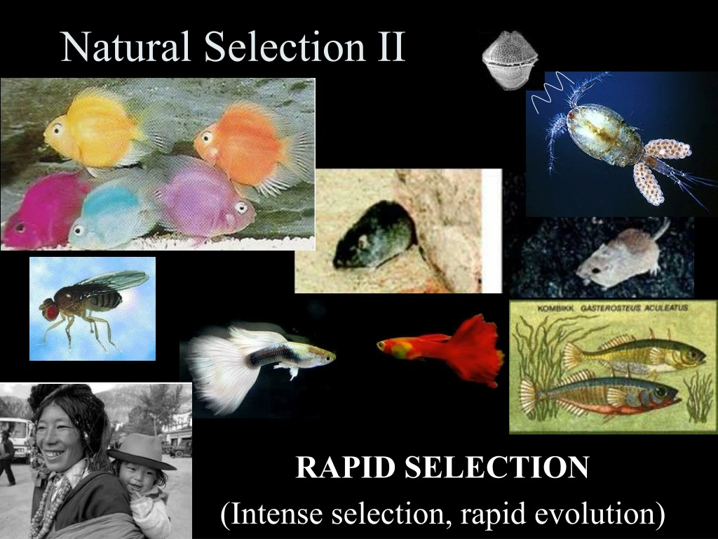 natural selection ii