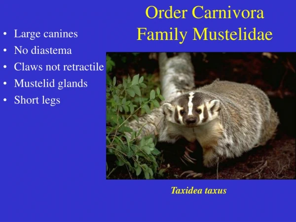 Order Carnivora Family Mustelidae