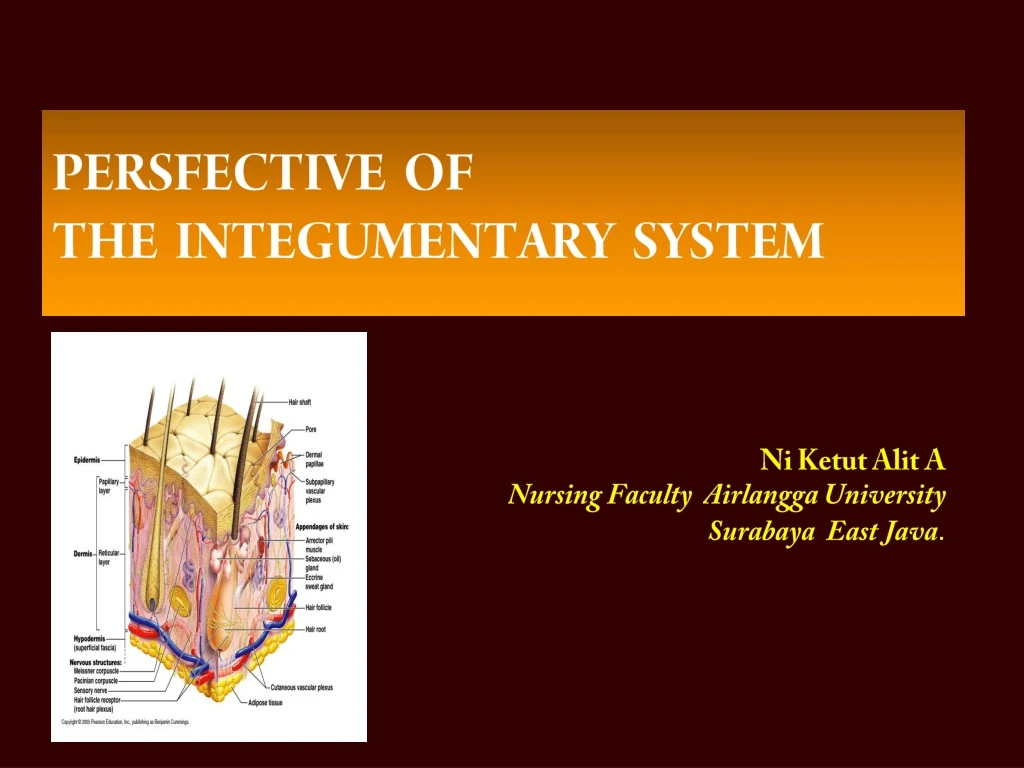 persfective of the integumentary system