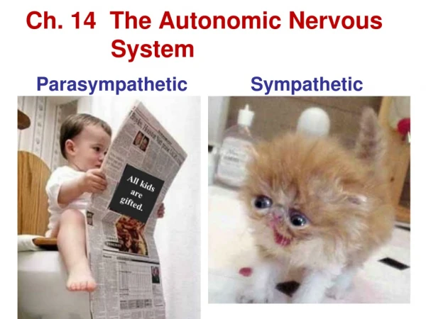 Ch. 14  The Autonomic Nervous 	System Parasympathetic            Sympathetic