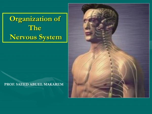 Organization of The  Nervous System