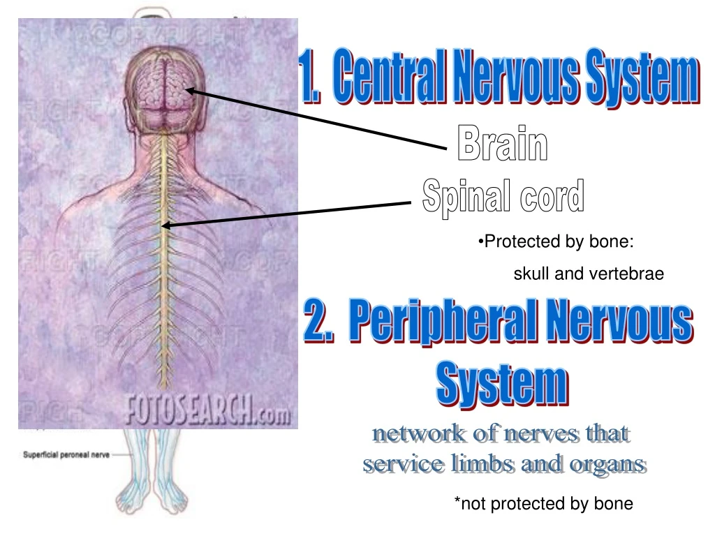 1 central nervous system