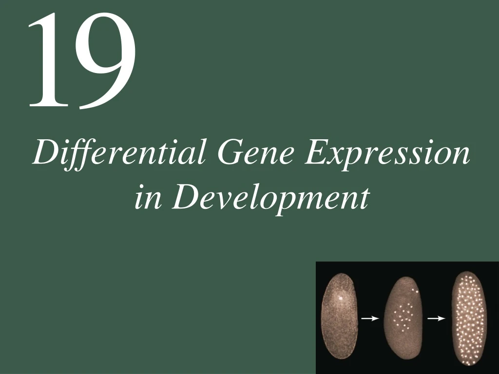 differential gene expression in development