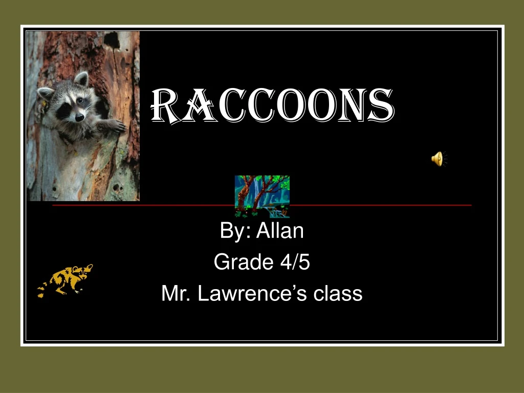 raccoons