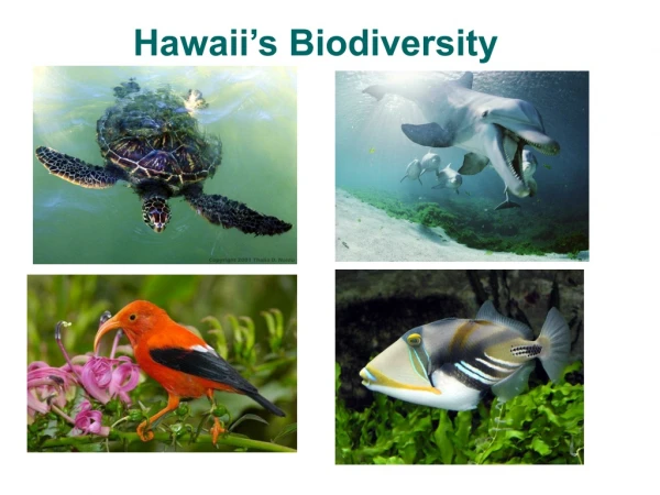 Hawaii’s Biodiversity