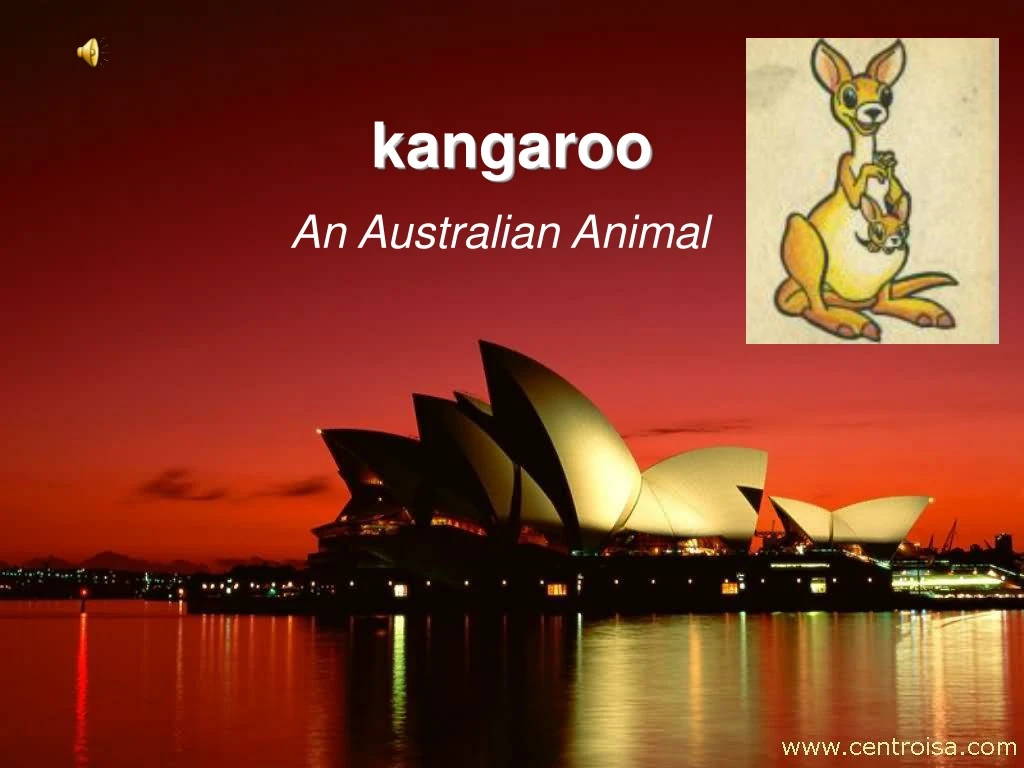 kangaroo