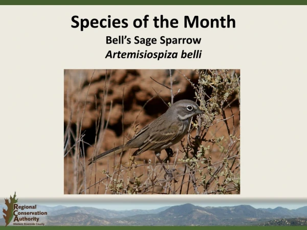 Species of the Month Bell’s Sage Sparrow Artemisiospiza  belli