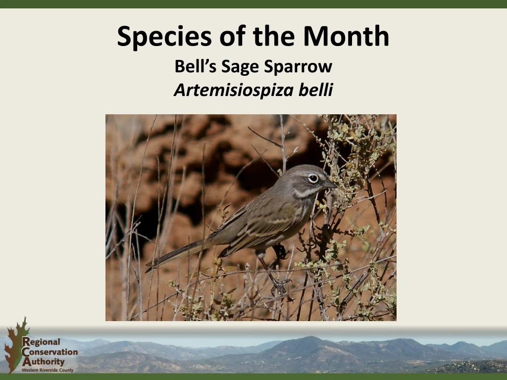 species of the month bell s sage sparrow