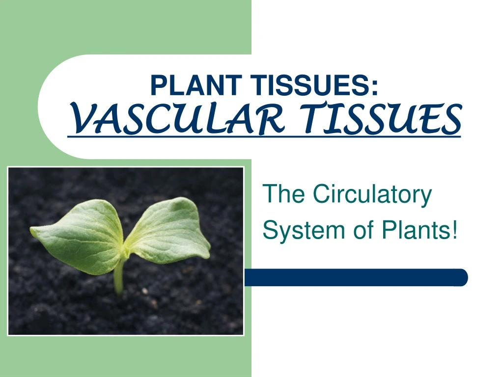 plant tissues vascular tissues