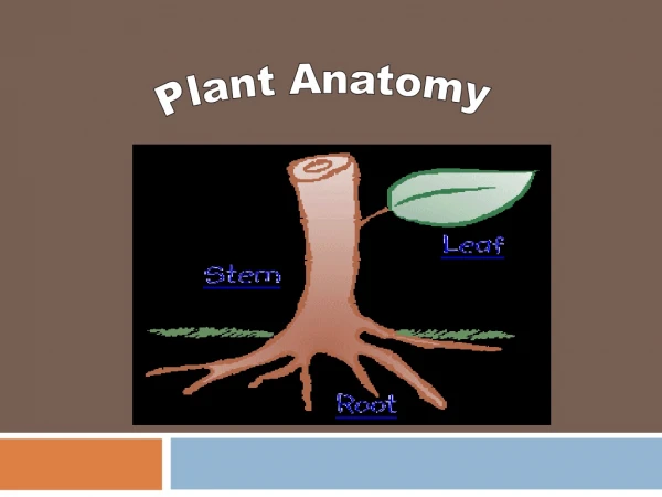 Plant Anatomy